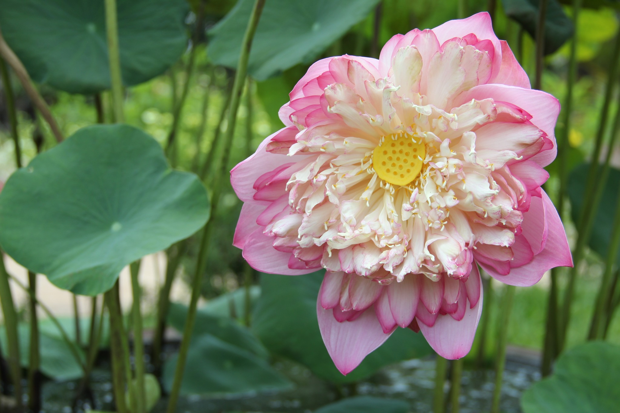 A Journey for the Senses That Stays in Your Heart