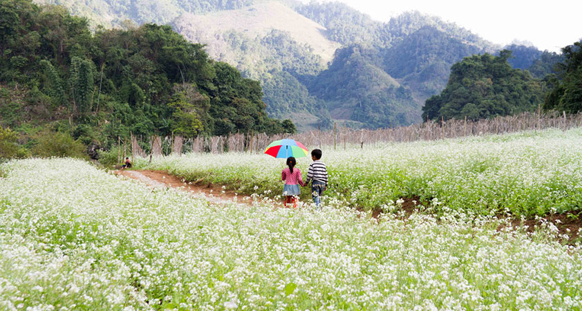 Full of land is covered with flower blossoms