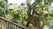 Taidam Guesthouse Luang Namtha