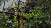 Resort Khaosok Treehouse Resort